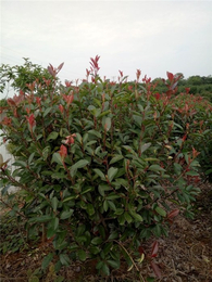 河南红叶石楠-芜湖天艺(在线咨询)-红叶石楠基地