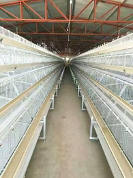 多层肉鸡笼-五莲禽翔畜牧-多层肉鸡笼制作厂家