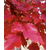 泰安东枫园林(图),红冠红枫幼苗基地,红冠红枫幼苗缩略图1