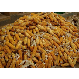 昌吉求购玉米_汉光农业有限公司_大量求购玉米和小麦