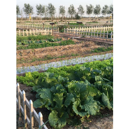 农场菜园出售、武清区萱庭果蔬、宝坻农场菜园