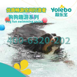 云南省昆明市宠物用品店新型宠物游泳池设备真好用