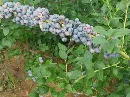 泰安开发区亿通园艺-西藏珍珠蓝莓苗-珍珠蓝莓苗采购