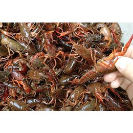 淡水小龙虾养殖技术|重庆张勇水产|荣昌小龙虾养殖
