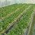柏源农业科技公司、章姬草莓苗、1年生章姬草莓苗缩略图1