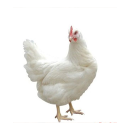 农大3号鸡蛋价格|农大3号|蛋多多禽业有限公司(查看)