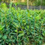 湖南湖畔油茶种植农民专业合作社