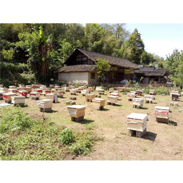 哪里有蜜蜂出售、重庆蜜蜂出售、贵州蜂盛