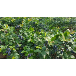 蓝莓批发,陕西蓝莓,百色农业(查看)