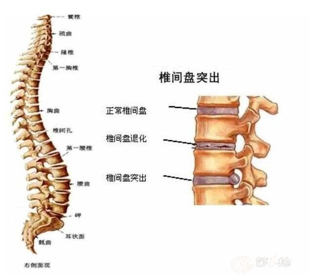 椎四椎五位置示意图图片