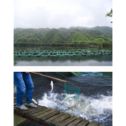 开化清水鱼余味无穷(图)|开化清水鱼养殖户|杭州清水鱼