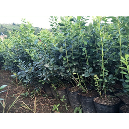 南方蓝莓苗,百色农业科技公司,郴州蓝莓苗