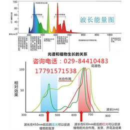 揭阳生长灯-诺达补光灯-樱桃生长灯