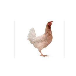 华兴种禽生产基地(图)、山地柴鸡养殖、崇左柴鸡
