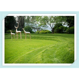 锡林郭勒盟便宜的人造塑料草坪网塑料人造草坪网草坪价格
