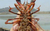 家庭龙虾养殖-武汉农科大(在线咨询)-山西龙虾养殖缩略图1