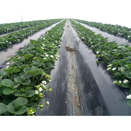 草莓苗用福进门水溶肥后的效果