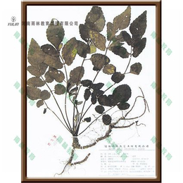 标本|紫茉莉科植物蜡叶标本|雨林教育(推荐商家)
