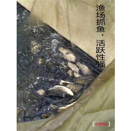 永康无公害草鱼、无公害草鱼价格、好赛水产品(推荐商家)