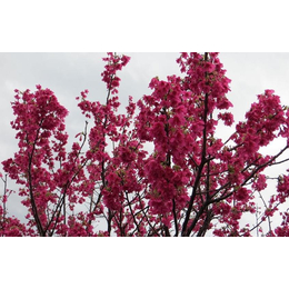 台湾钟樱花大红樱花观光园林樱花进口樱花樱花盆景苗