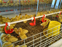 肉鸭笼具厂家-台湾肉鸭笼具-方圆鸭笼
