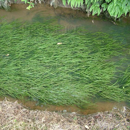 苦草种植基地-苦草-荷美轩基地(查看)