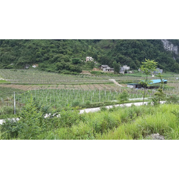 广西灌溉带_格莱欧农业设备_灌溉带销售