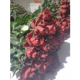 红河红玫瑰苗价格-红瑞花卉-红河红玫瑰苗