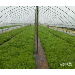 绿叶佛甲草种植基地-常德智明农业科技公司-重庆绿叶佛甲草