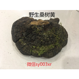 如何分辨纯正长白山*桑树桑黄