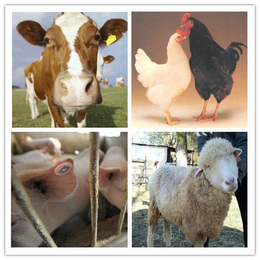 畜禽养殖物联网研发|畜禽养殖物联网|兵峰、畜牧业养殖羊