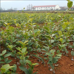 广*茶苗,高产油茶苗圃基地 ,三年生油茶苗