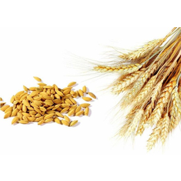 枣阳市汉光农业(图)-哪里收购小麦-贵州收购小麦