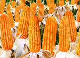 枣阳市汉光农业(图)-大量求购玉米和小麦-齐齐哈尔求购玉米