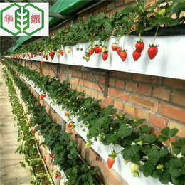 厂家供应深圳草莓立体种植槽A栽培槽批发销售A规格可定