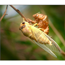 金蝉养殖孵化-亿鸣金蝉品种纯-金蝉养殖孵化前景