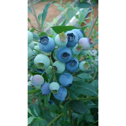 南郑蓝莓|百色农业科技公司|蓝莓价格