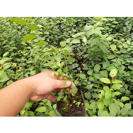 五年生蓝莓苗种植基地-广西五年生蓝莓苗-泰安开发区亿通园艺