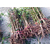 李子苗 脆红李的种植季节 李子苗栽植季节 缩略图3