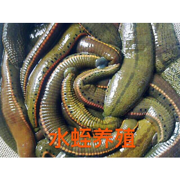 武汉农科大(图),养殖龙虾一年赚多少钱,养殖龙虾