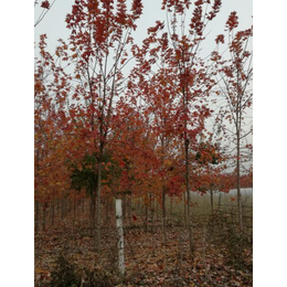 通园银杏园林(图)、四季红的红枫小苗价格、红枫小苗价格