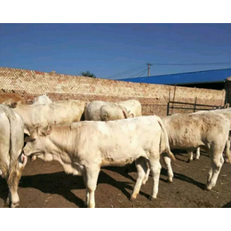 五个月的夏洛莱牛价格、甘肃夏洛莱牛、富贵肉牛养殖