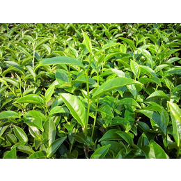 60公分美人茶-鸿基农业(在线咨询)-福建美人茶