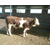 西门塔尔肉牛养殖场|宁夏西门塔尔肉牛|富贵肉牛养殖缩略图1