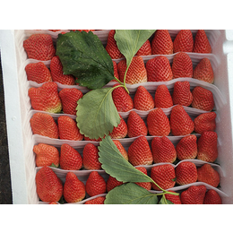 章姬草莓苗|亿通园艺|章姬草莓苗包邮价格