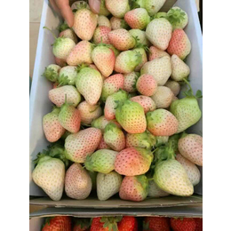 全明星草莓苗种植、白城草莓苗、乾纳瑞农业(在线咨询)
