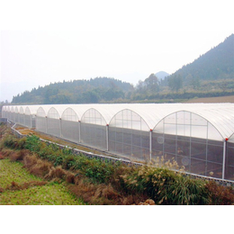 玻璃连栋-青州瀚洋农业-文洛型连栋玻璃温室大棚