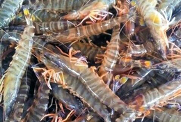 鑫渔圣生态(在线咨询)-基围虾-明虾和南美对虾和基围虾