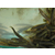 泥鳅,金兴黑斑蛙养殖,泥鳅套养技术缩略图1