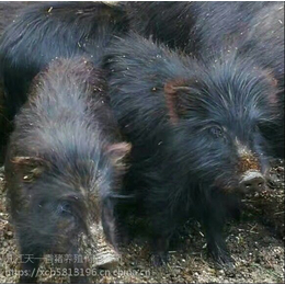 安徽池州市哪有藏香猪养殖的公司么缩略图